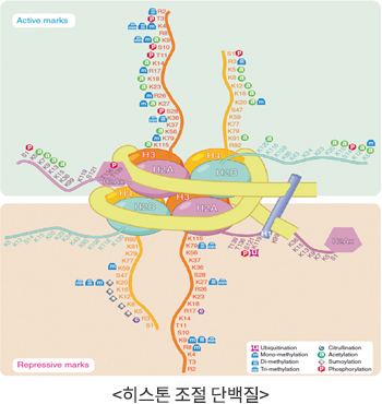 히스톤 조절 단백질 이미지